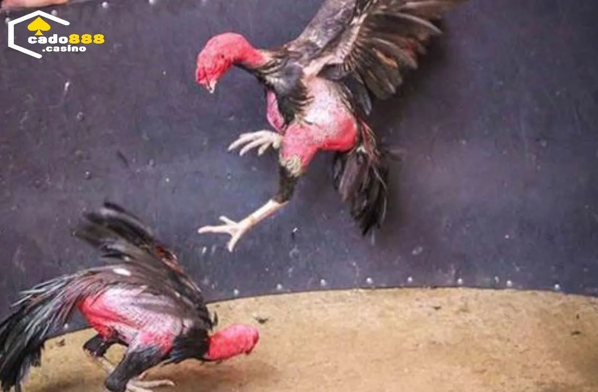 Hướng dẫn tham gia Đá Gà Asil Cado888