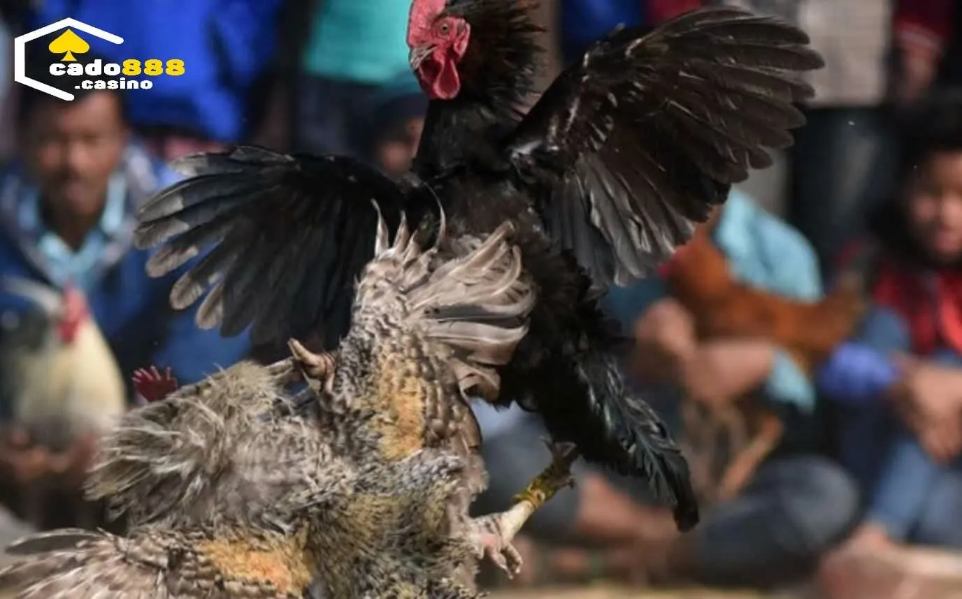 Trải nghiệm Đá Gà Asil Cado888