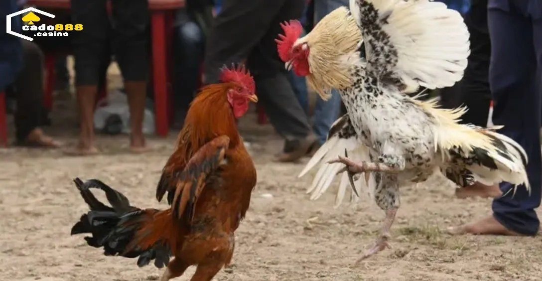 Đá Gà Casino Cado888: Định Nghĩa và Sự Phát Triển