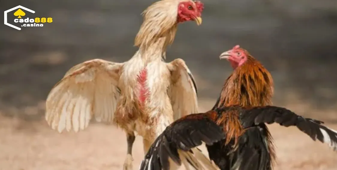 Kinh Nghiệm Chơi Đá Gà Casino Cado888 Online Hiệu Quả