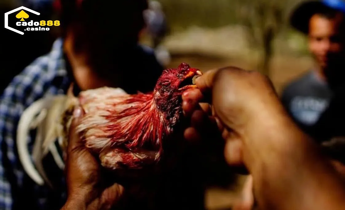 Dựa vào đâu mà giá giống Đá Gà Chọi Cuba Cado888 được cập nhật cao đến thế