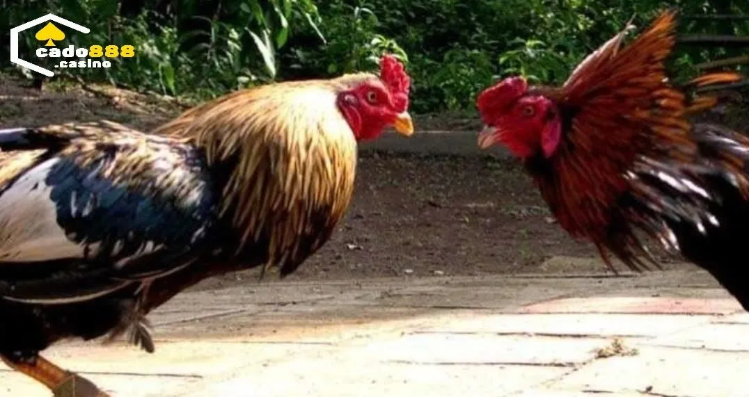 Đá Gà Cựa Sắt Cado888