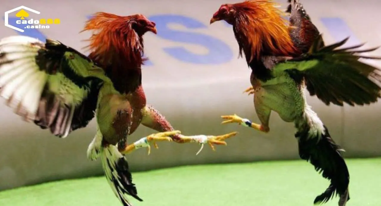 Thành công của kênh đá gà cực sắt Cado888