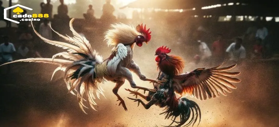 Vài nét đặc biệt của Đá Gà Philippines Cado888