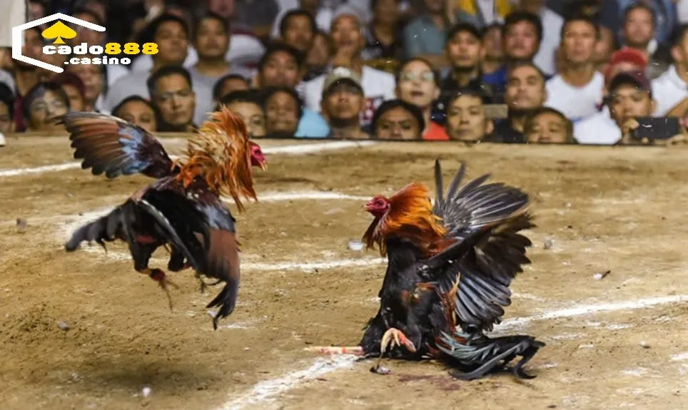 Ưu điểm chỉ có ở Đá Gà Philippines Cado888