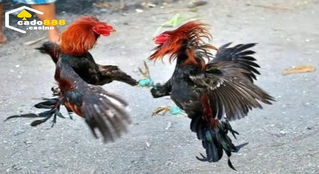 Sử dụng các loại hạt như ngô, lúa mì làm thực phẩm chính cho Đá Gà Shamo Cado888