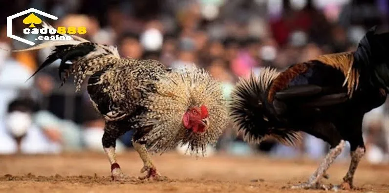 Đá Gà Thomo Cado888