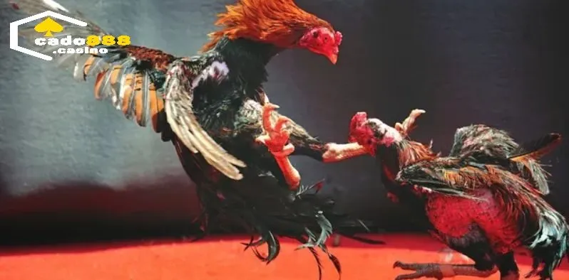 Đa dạng trận đá kê Thomo