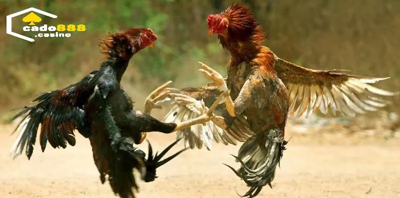 Cách phân định thắng thua Đá Gà Thomo Cado888