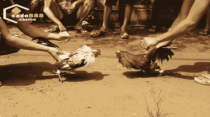 Nguồn gốc và lịch sử của Gà Tre Cado888