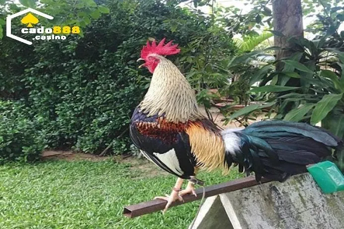 Giá trị kinh tế và văn hóa của Đá Gà Tre Cado888