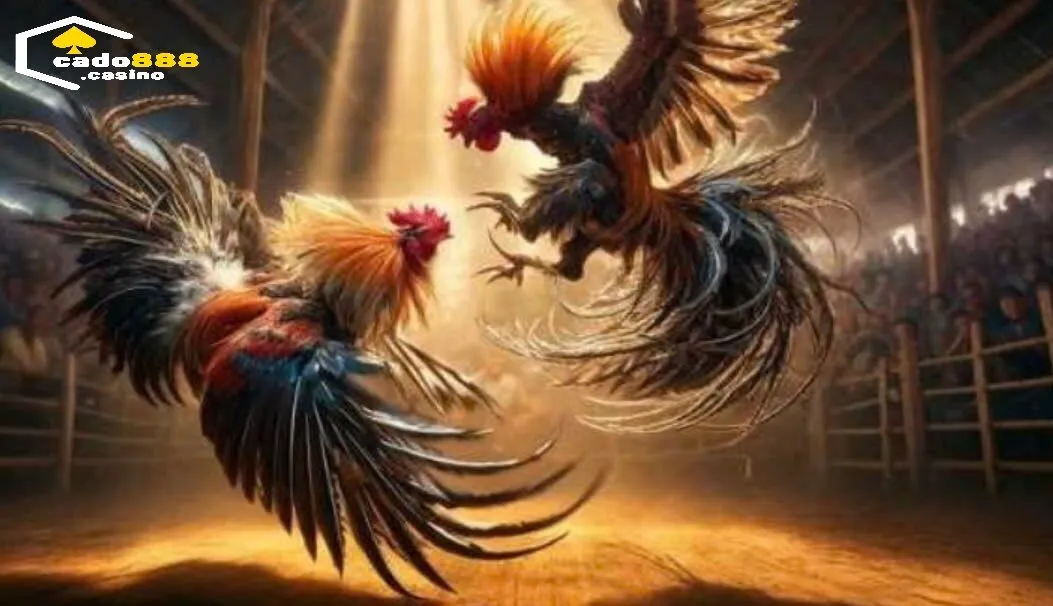 Đá Gà Trực Tiếp Cado888 Là Gì?