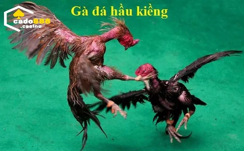 Gà Đá Hầu Kiềng Cado888 là gì?