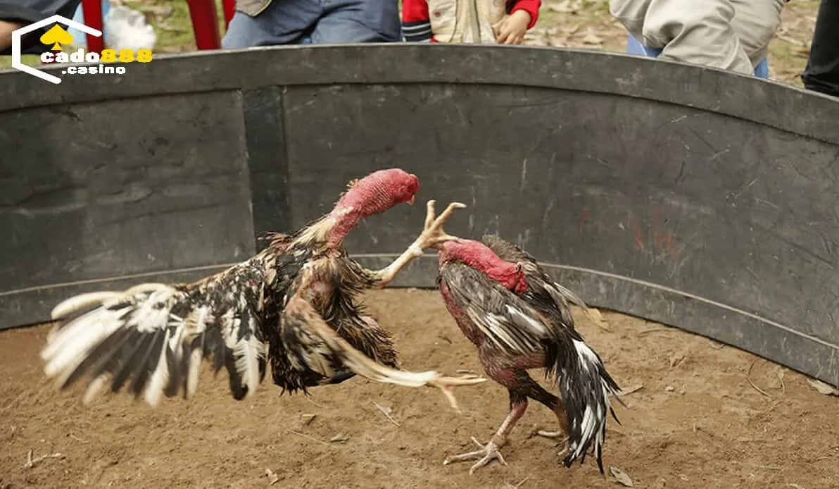 Cách chọn Gà Đá Hầu Kiềng Cado888 chuẩn